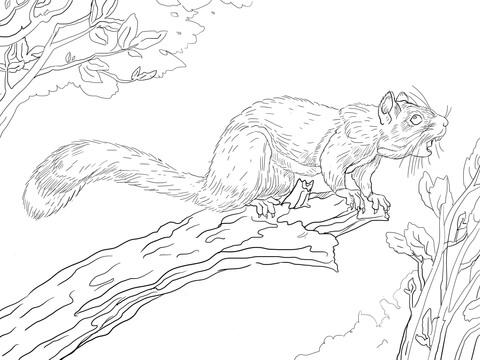 Red Squirrel On A Tree Coloring Page